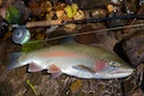 2009年然別湖特別解禁セカンドステージ
