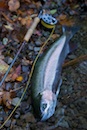 2009年然別湖特別解禁セカンドステージ