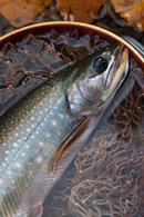 2010年然別湖特別解禁セカンドステージ