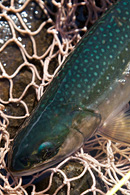 2010年然別湖特別解禁セカンドステージ