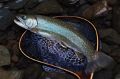 ミヤベイワナ「然別湖」