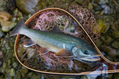 ミヤベイワナ「然別湖」
