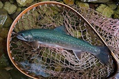 ミヤベイワナ「然別湖」
