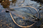 ミヤベイワナ「然別湖」