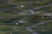 ニジマス｢然別湖｣