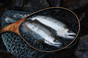 サクラマス｢然別湖｣
