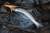 サクラマス｢然別湖｣｣