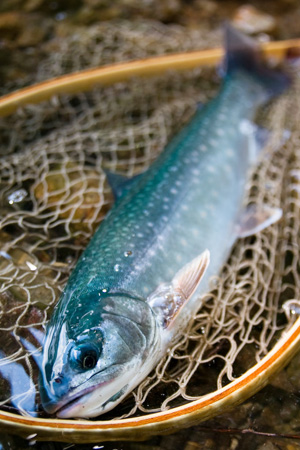ミヤベイワナ「然別湖」