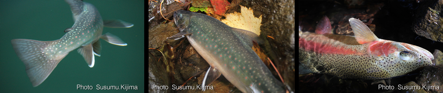 ミヤベイワナの写真