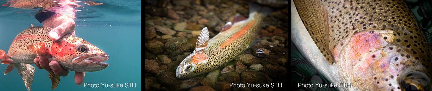 然別湖のニジマス